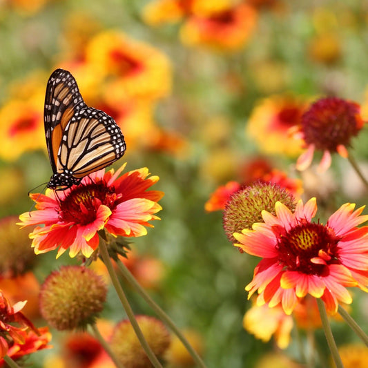 Fondant parfumé – Fleurs de Printemps